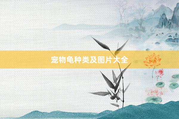 宠物龟种类及图片大全